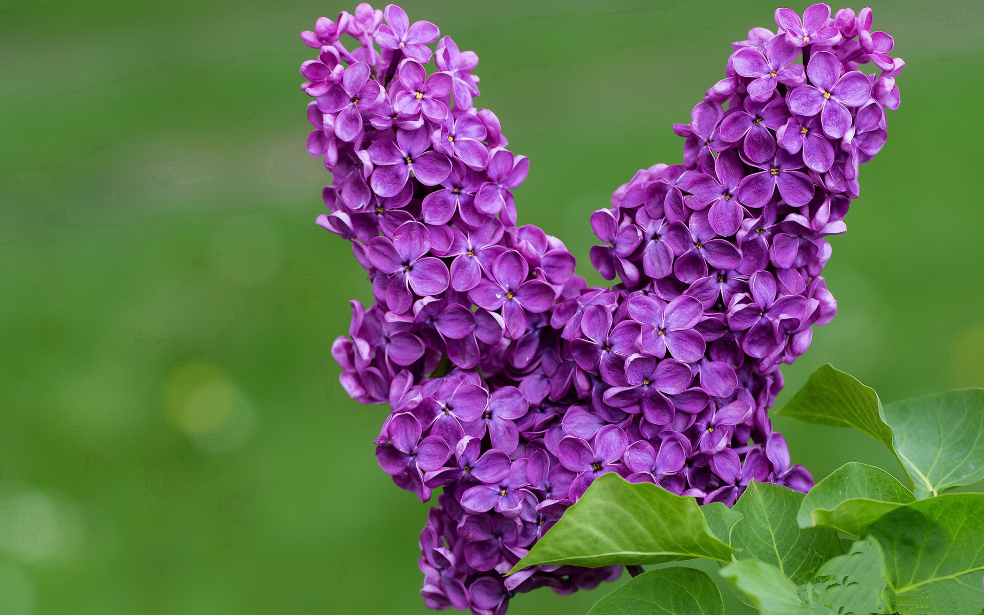 开云平台-黄蜂群起蛰伤开拓者，詹姆斯末节统治彰显关键先生本色