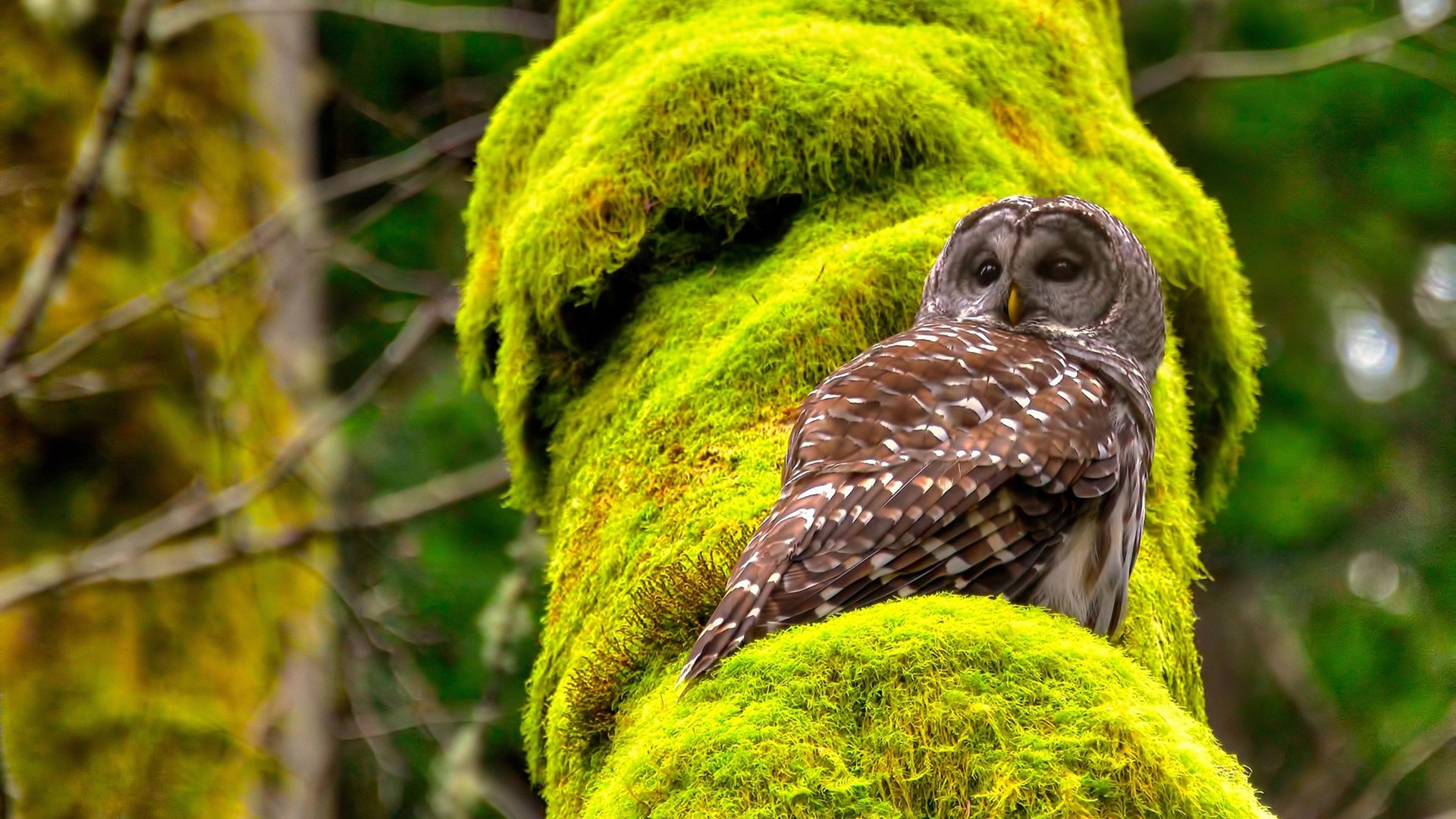 恩比德与辽宁队的大场面哲学