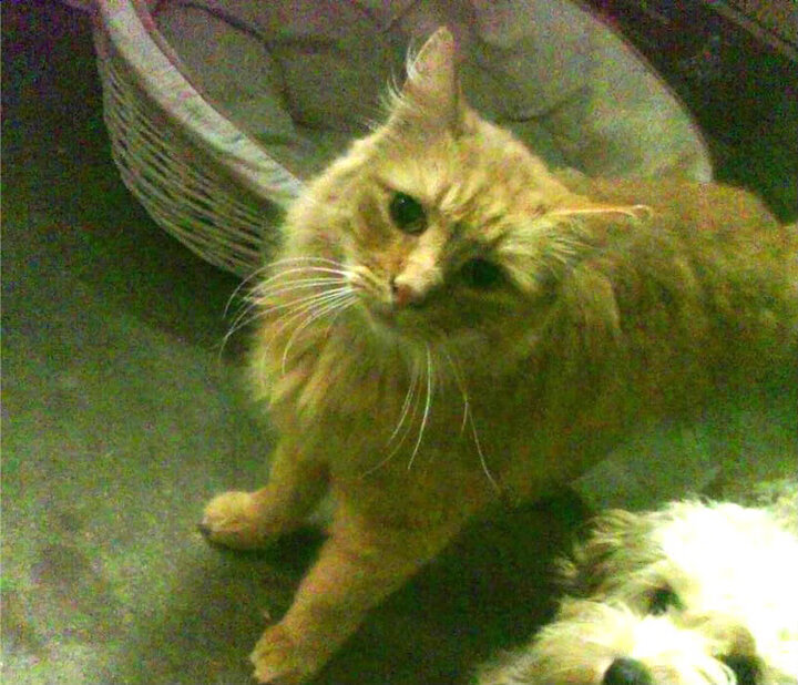 黄金风暴，荷兰军团与亚洲獠牙的足球新叙事