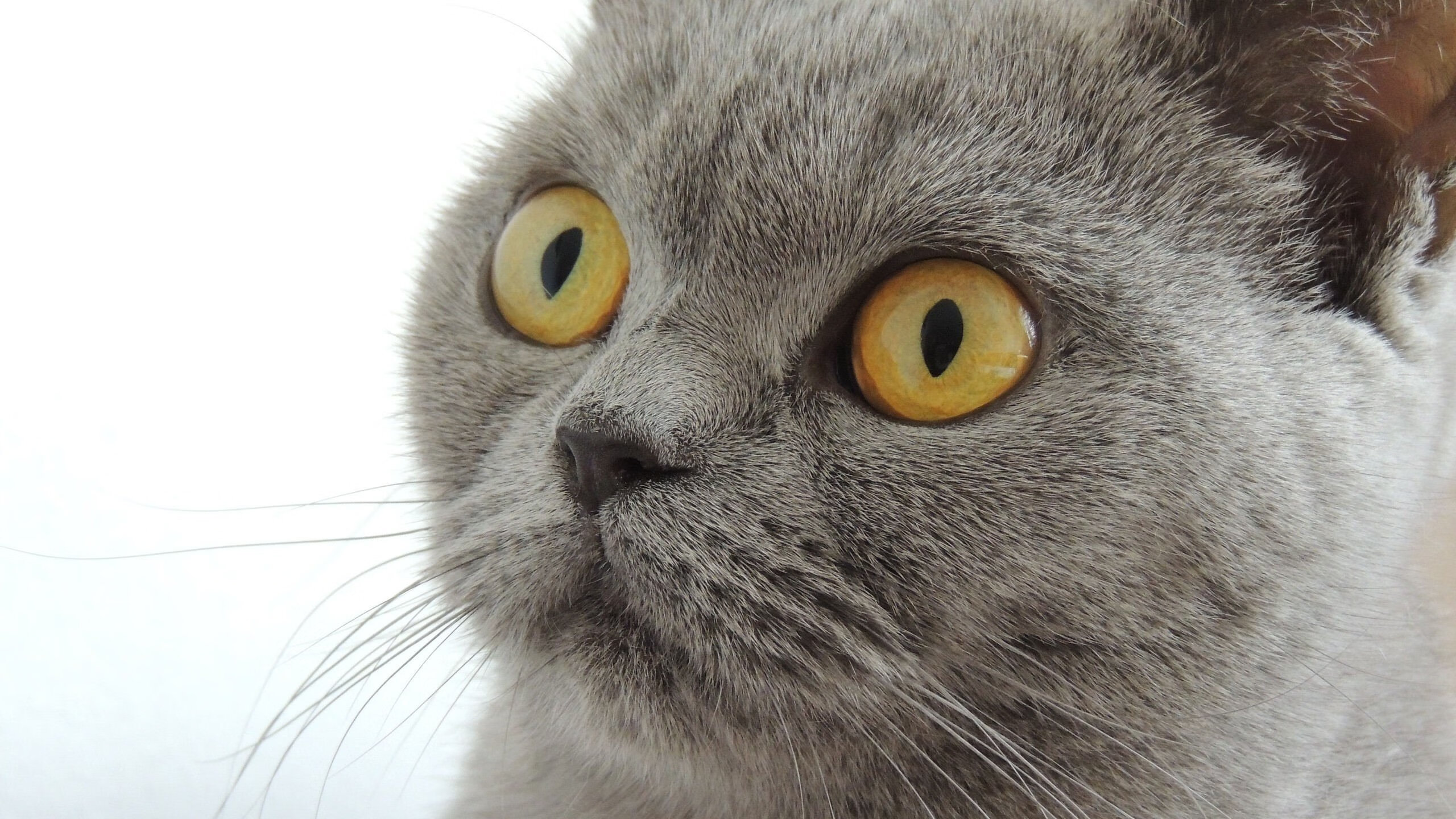 开云APP-马刺稳如磐石，总决赛焦点战轻取鹈鹕