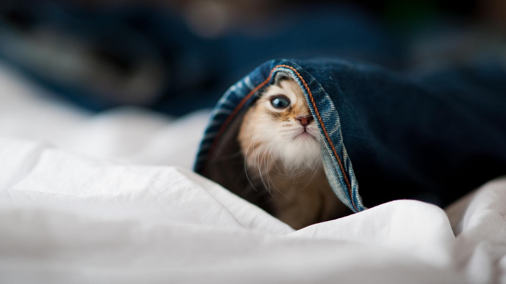 数据霸权下的绿茵镜像，格纳布里统治级演出映照中德足球鸿沟