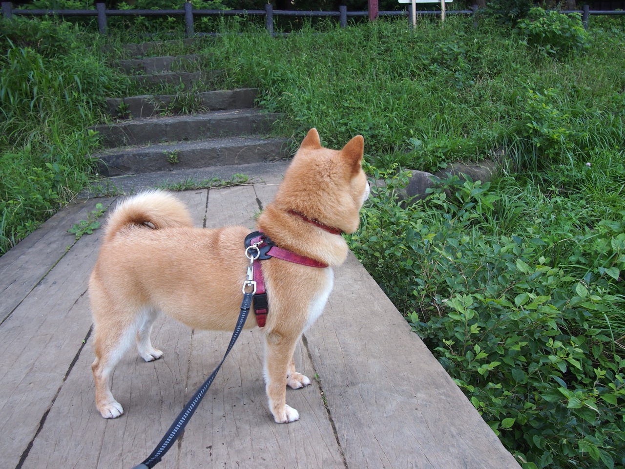 范戴克进攻端无人可挡，中国与厄瓜多尔友谊赛的战术革命