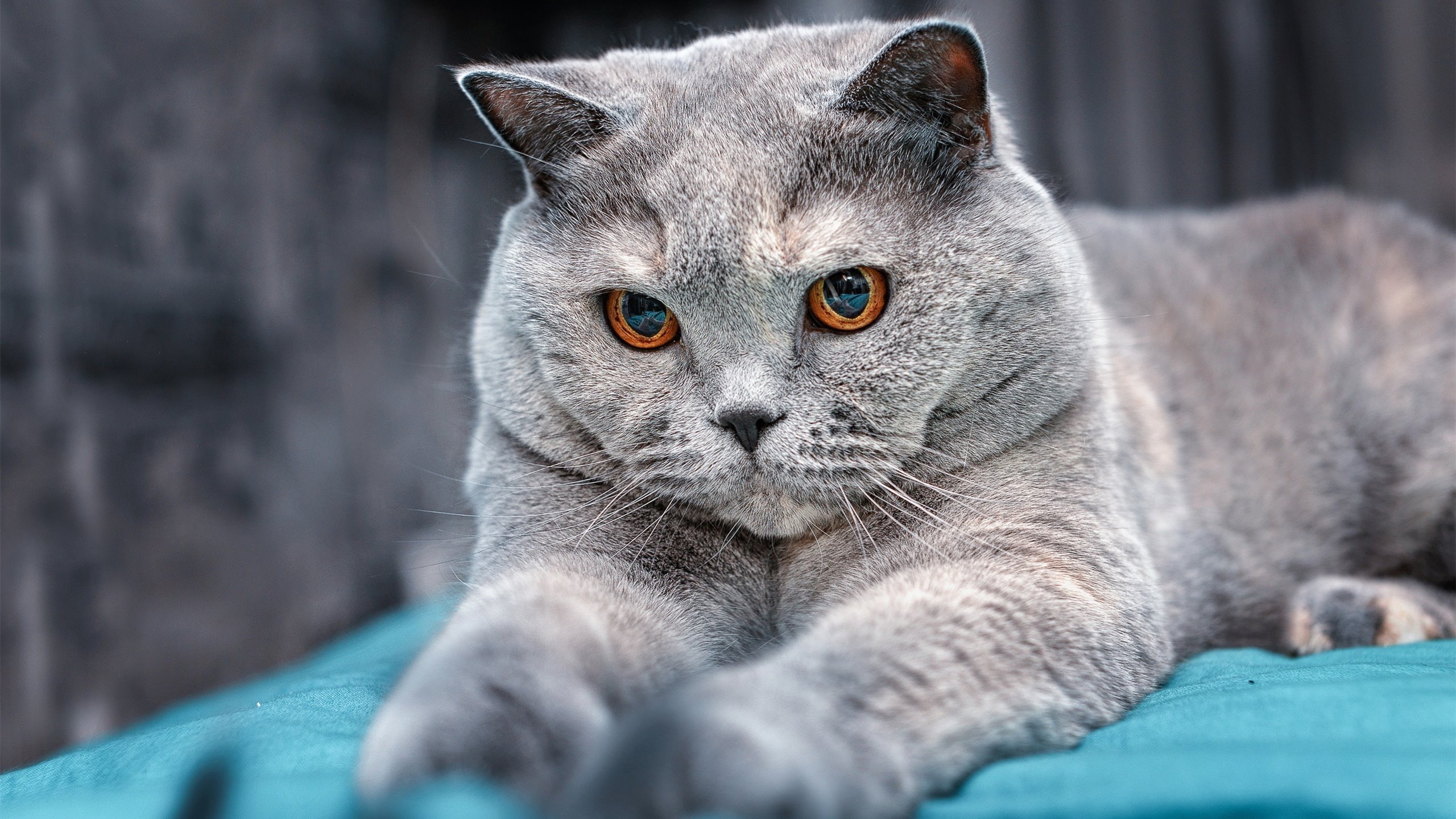 卡塞米罗个人能力全解析，贝蒂斯在墨西哥之战的节奏掌控艺术