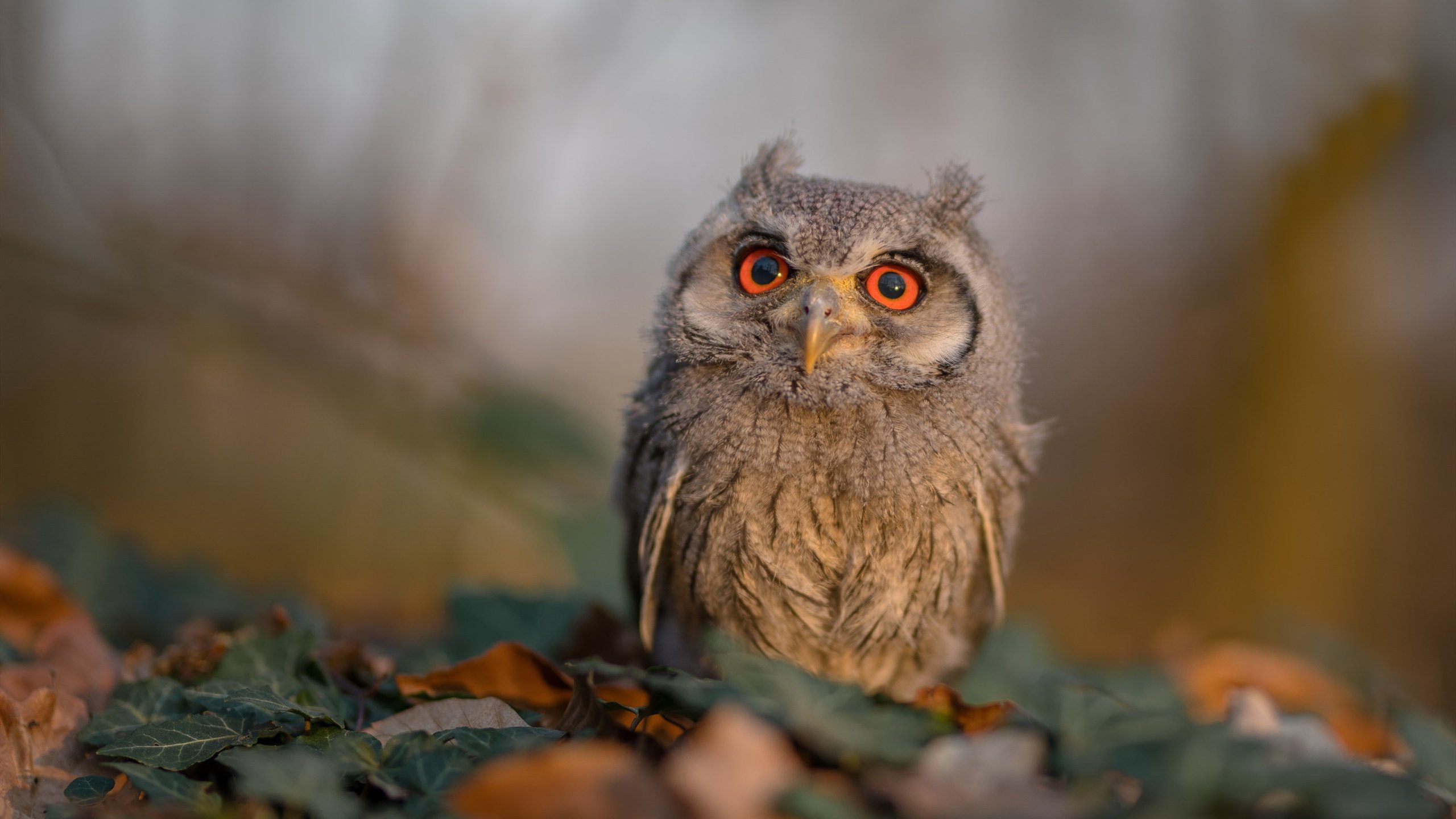 开云官网-沉默投手的咆哮,穆勒生涯之夜引爆加拿大惊天逆转