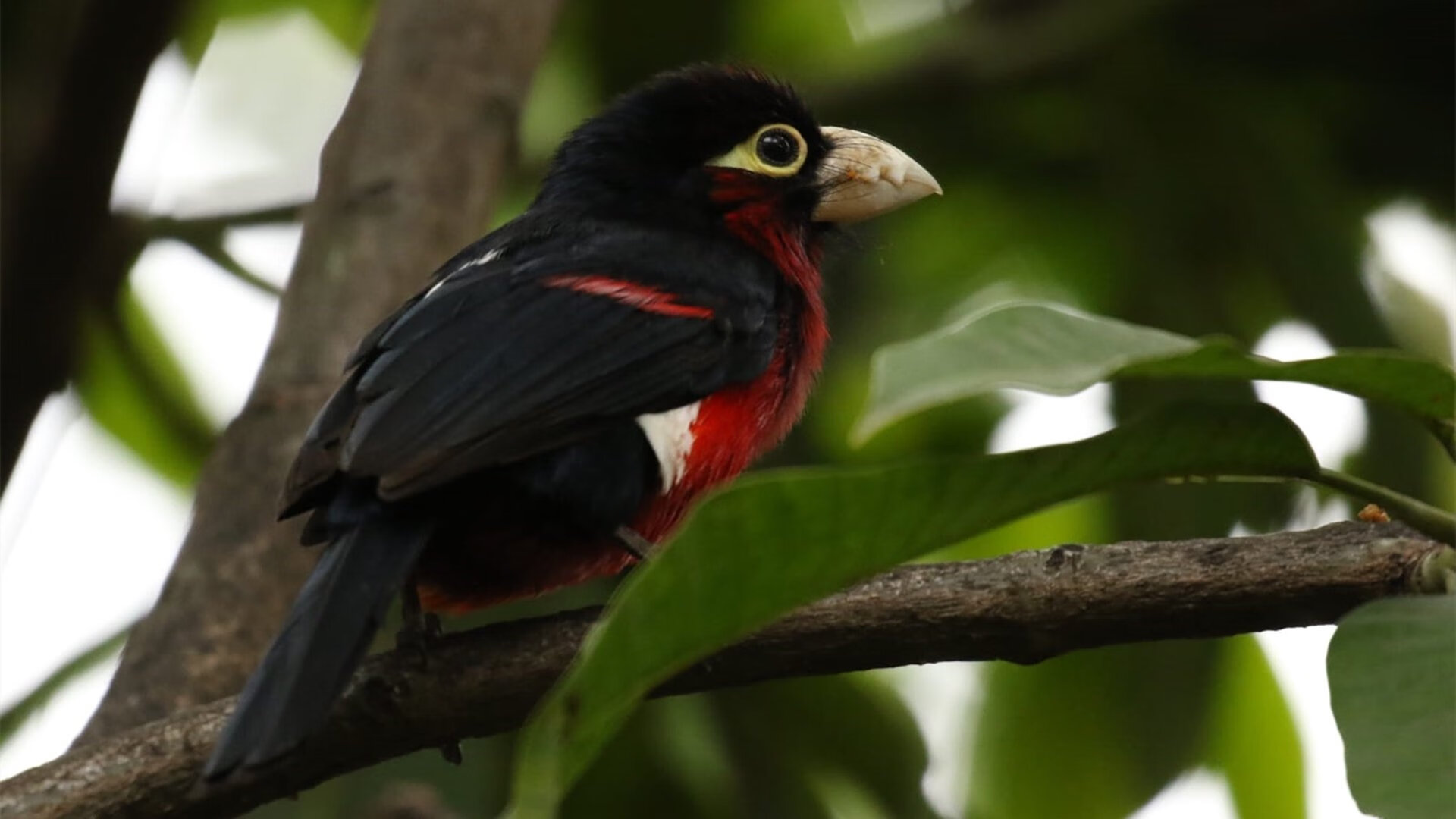 克莱火力全开率队拉开分差，开拓者惊险压哨击落太阳