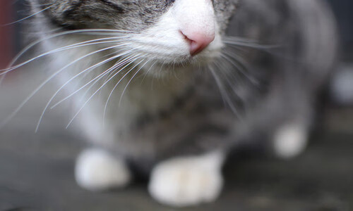 开云体育官方网站-从卡瓦哈尔的个体闪耀到塞维利亚的德意志恐惧症,一场跨越时空的碾压叙事