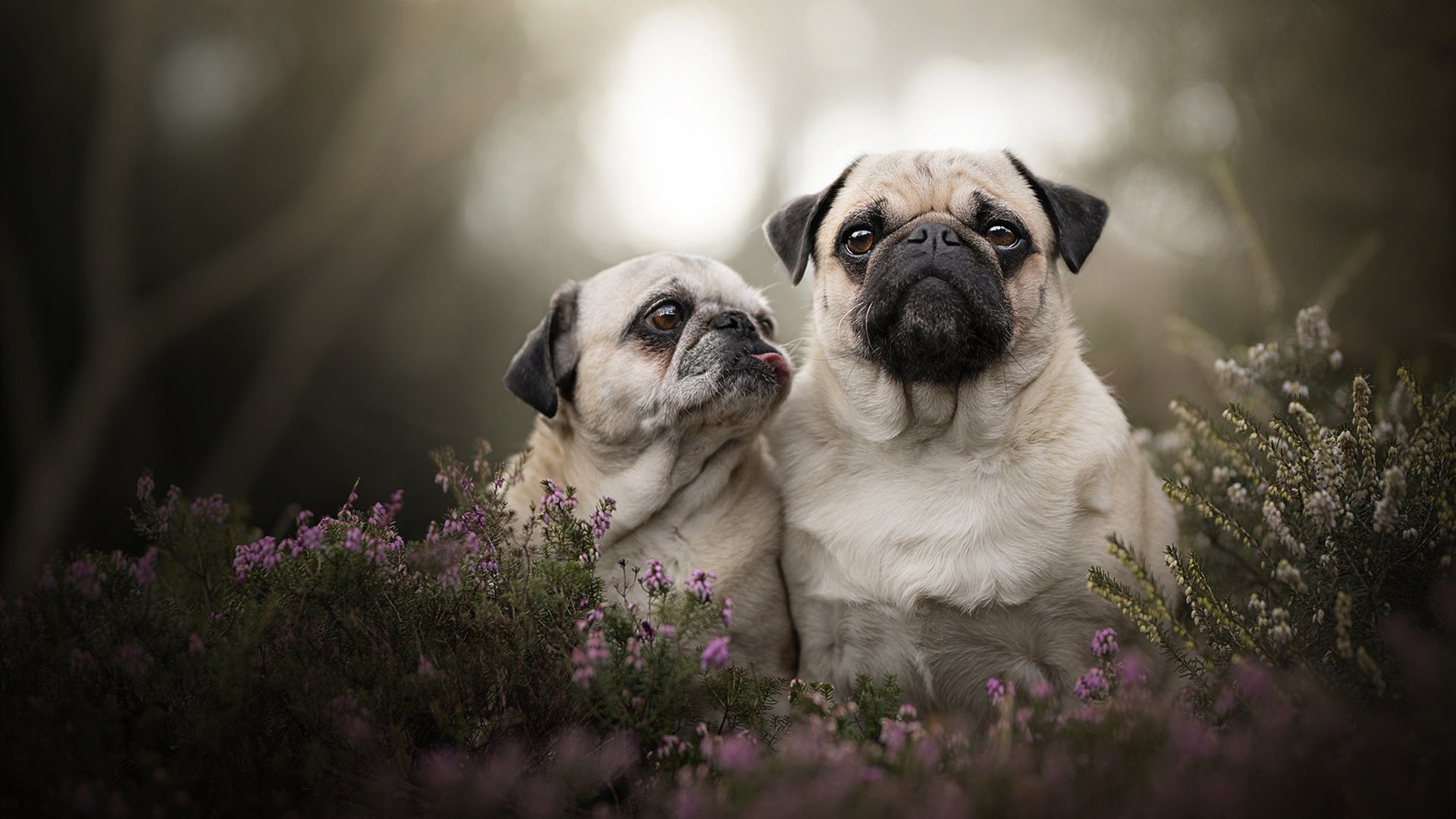 开云体育登录-F1极速轰鸣，德罗赞刀刃出鞘，硬仗之王的夜色交响