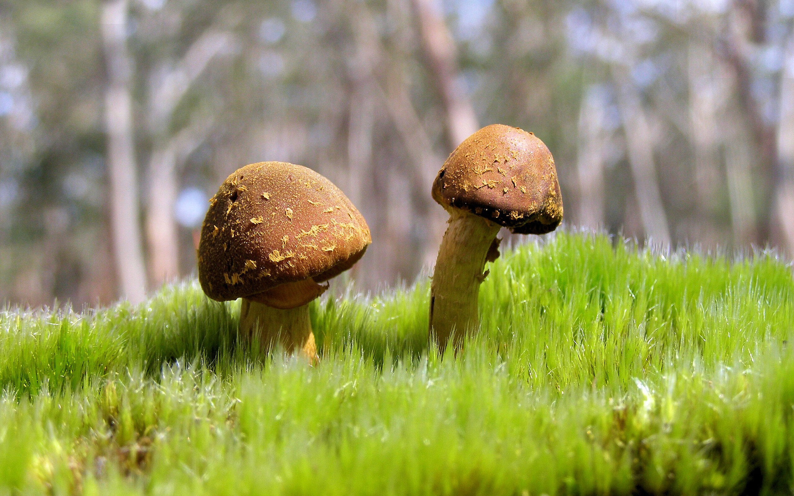 北极星与暴风雪，当詹姆斯的智慧指引吉林撕裂凯尔特人堡垒