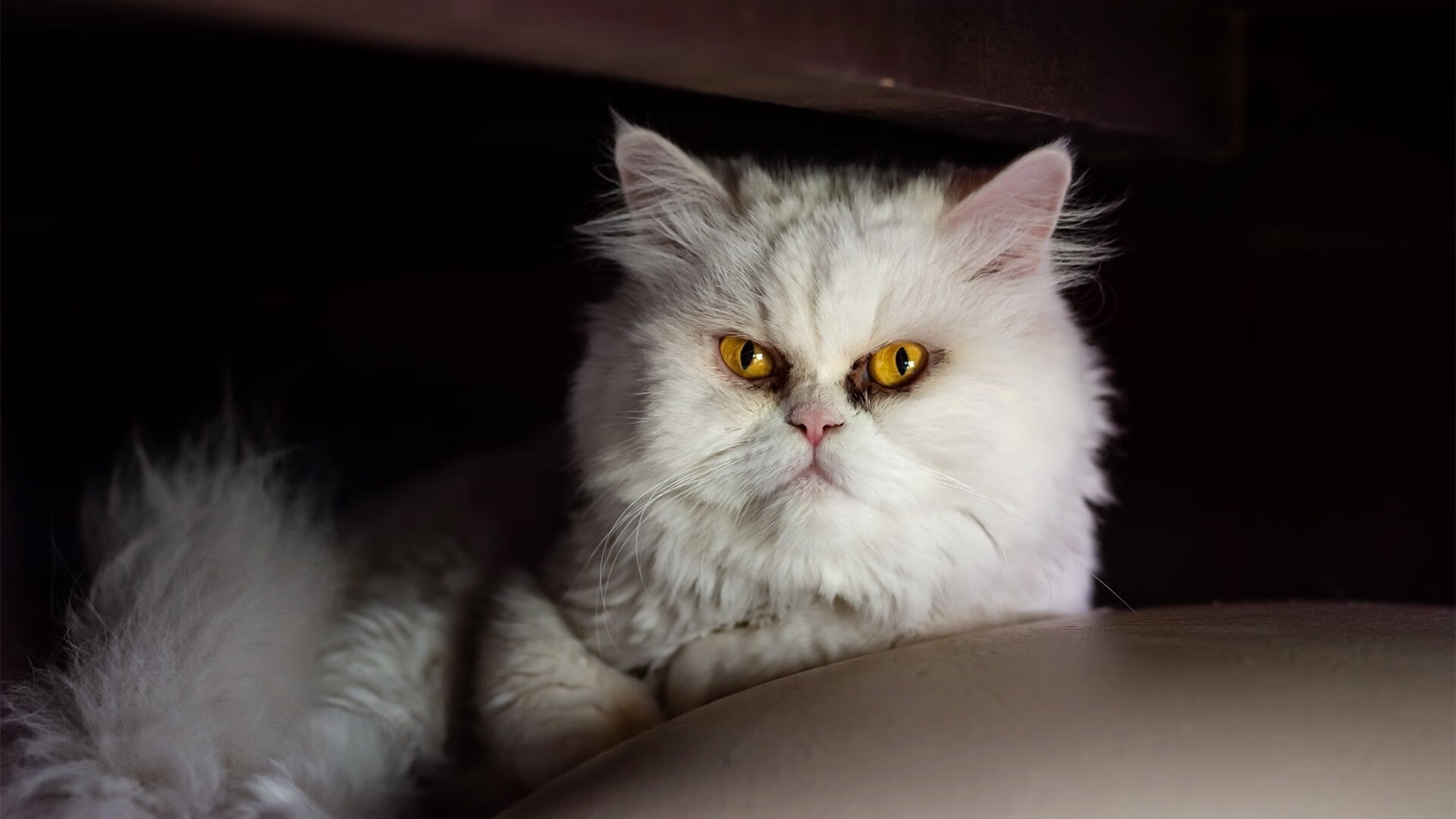 卡塔尔强势晋级，斯通斯在美加墨世界杯接管比赛