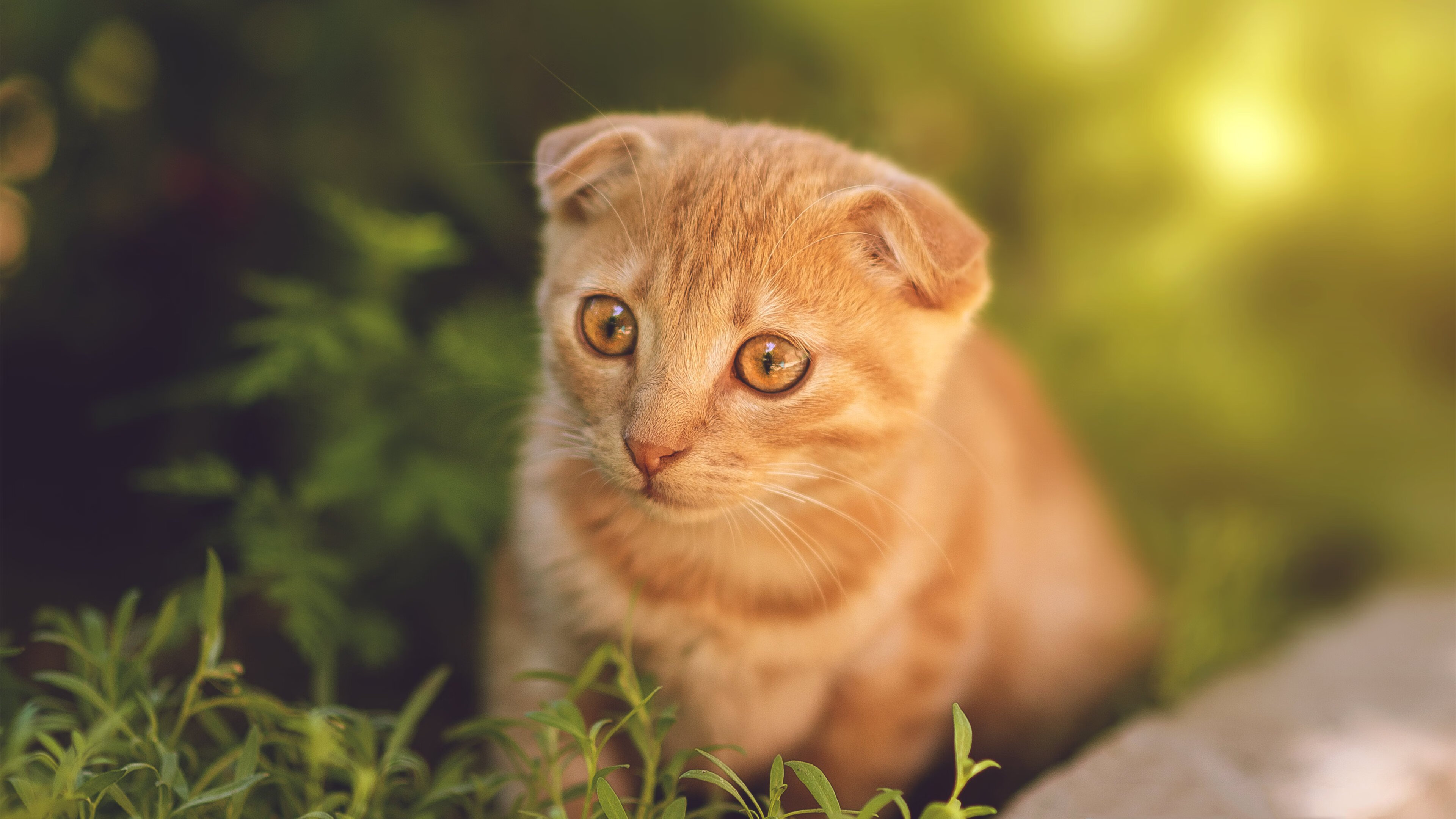 范弗利特独木擎天，鹈鹕完胜火箭印证新时代攻防哲学