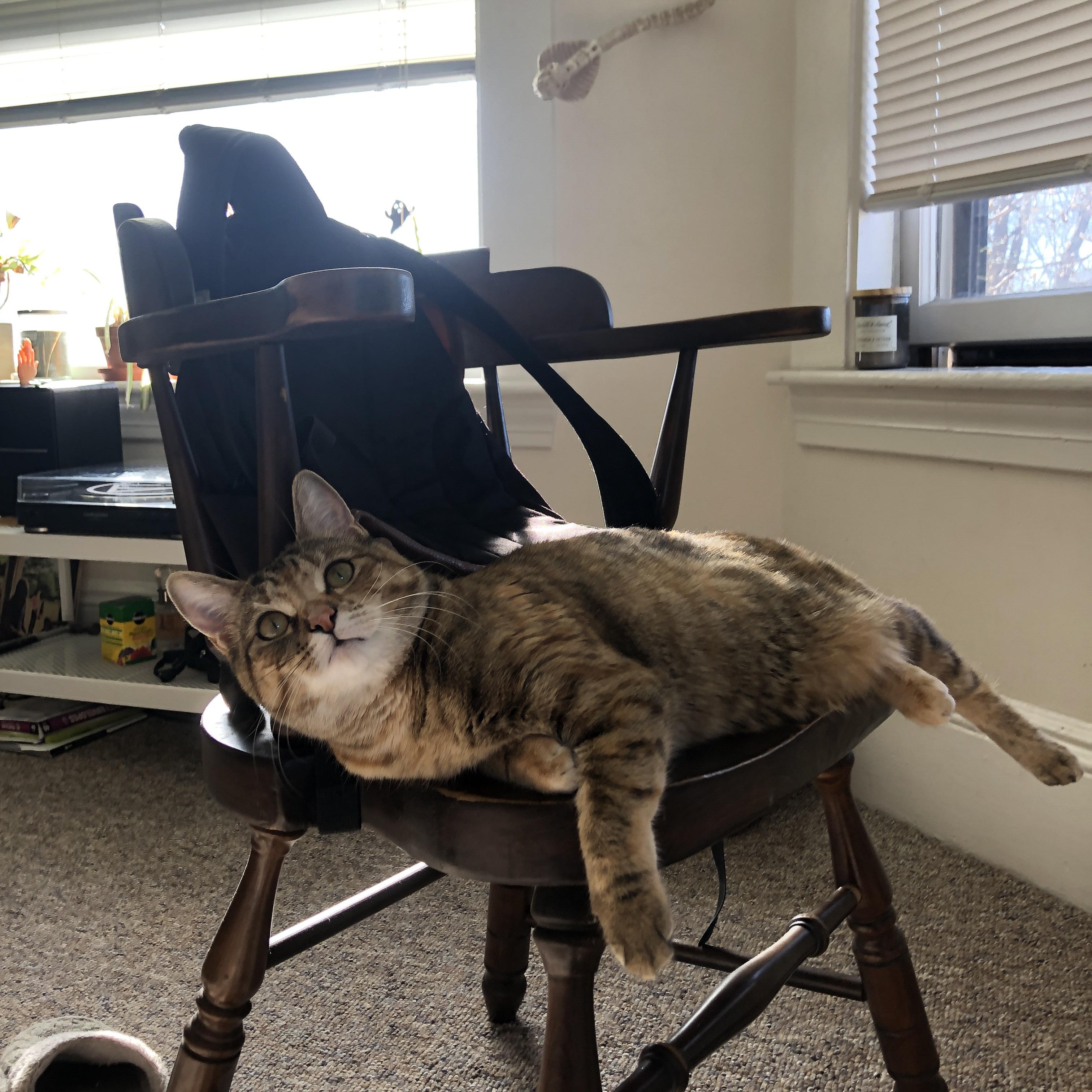 开云体育-鹈鹕关键战突围太阳，当内线巨兽与未来之星碰撞，切特如何成为全场焦点？